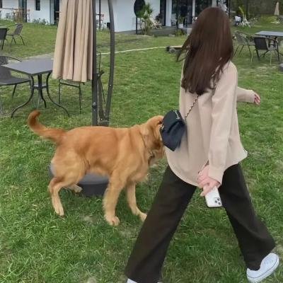 女孩的灵缇犬